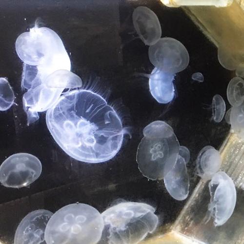 Jellyfish in the Marine Lab